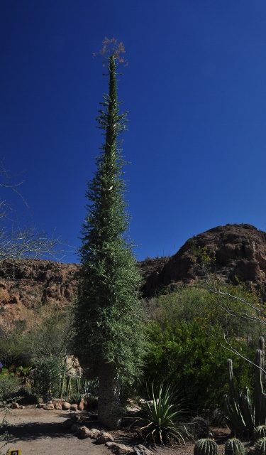 Boojum tree